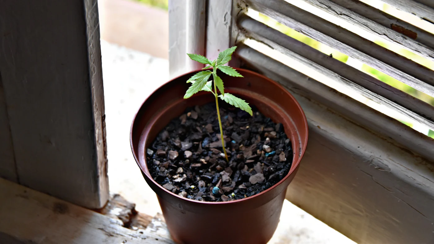 A young cannabis seedling in a small pot on a windowsill