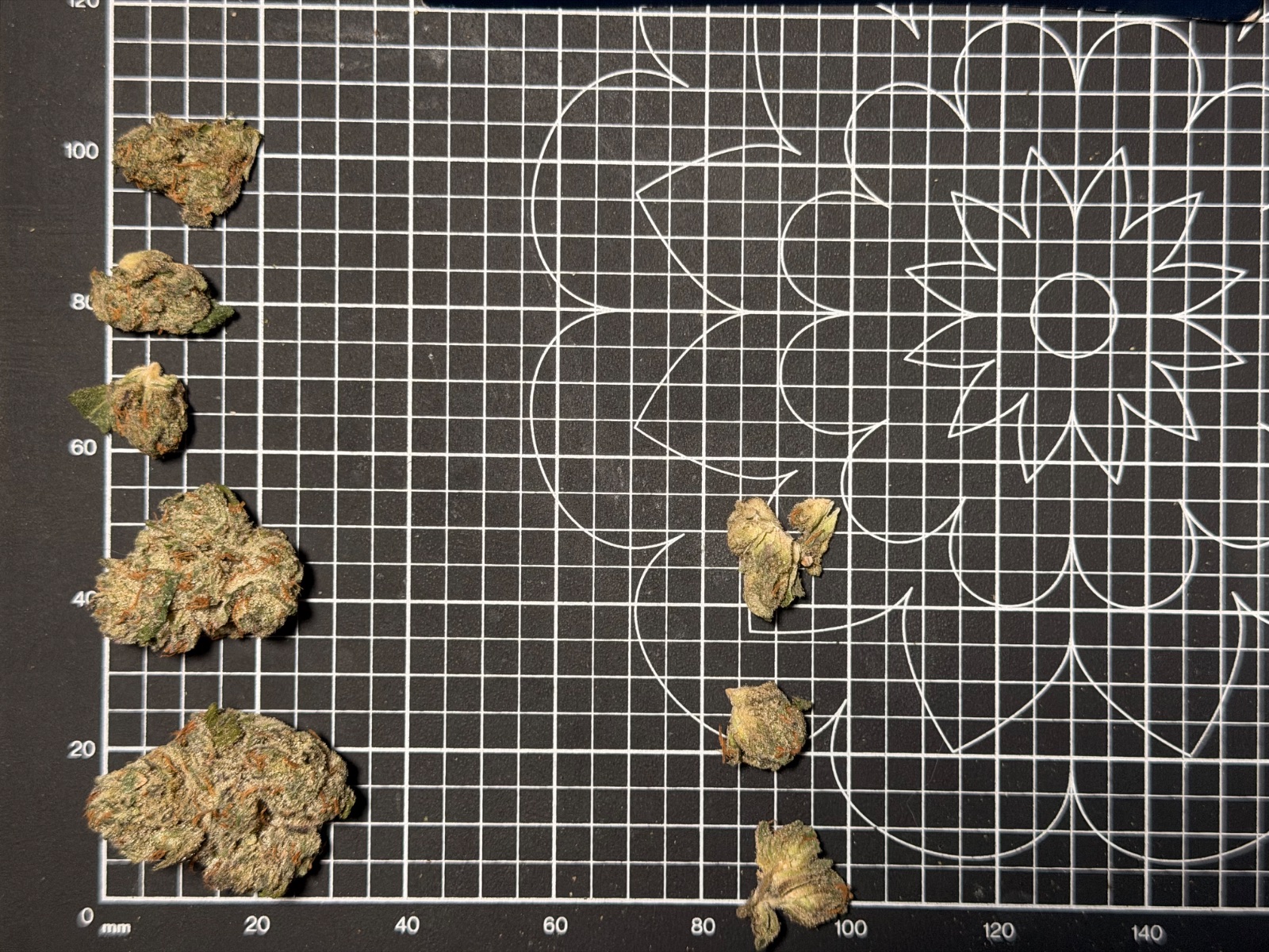 C6 by The Winter Classic nug shots